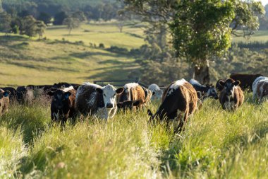 Bir tarlada ineklerle büyüyen uzun otlar, Sürdürülebilir bir Avustralya Çiftliğinde Sağlıklı Sığır Sürüsü. İlkbaharda Kırsal Tarım 'ın Yenilenme Uygulamalarını Sembolize Etmek