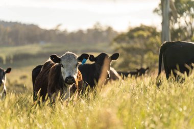 Bir tarlada ineklerle büyüyen uzun otlar, Sürdürülebilir bir Avustralya Çiftliğinde Sağlıklı Sığır Sürüsü. İlkbaharda Kırsal Tarım 'ın Yenilenme Uygulamalarını Sembolize Etmek