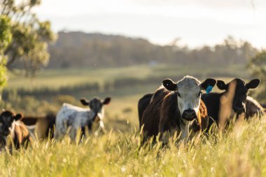 Bir tarlada ineklerle büyüyen uzun otlar, Sürdürülebilir bir Avustralya Çiftliğinde Sağlıklı Sığır Sürüsü. İlkbaharda Kırsal Tarım 'ın Yenilenme Uygulamalarını Sembolize Etmek