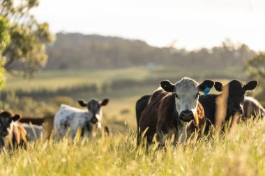Altın Avustralya Çiftliği, yemyeşil çimleri, tarlada inekleri, sakızlı manzarası var. Geniş Kırsal Araziler ve Avustralya 'da sürdürülebilir yenilenebilir tarım için ilkbaharda