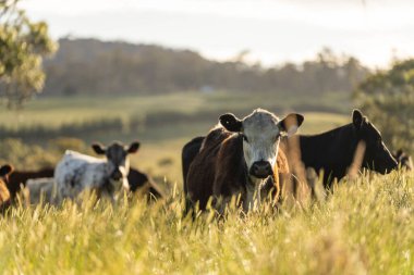 Bir tarlada ineklerle büyüyen uzun otlar, Sürdürülebilir bir Avustralya Çiftliğinde Sağlıklı Sığır Sürüsü. İlkbaharda Kırsal Tarım 'ın Yenilenme Uygulamalarını Sembolize Etmek