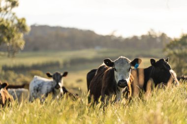 Bir tarlada ineklerle büyüyen uzun otlar, Sürdürülebilir bir Avustralya Çiftliğinde Sağlıklı Sığır Sürüsü. İlkbaharda Kırsal Tarım 'ın Yenilenme Uygulamalarını Sembolize Etmek