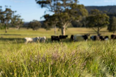Bir tarlada ineklerle büyüyen uzun otlar, Sürdürülebilir bir Avustralya Çiftliğinde Sağlıklı Sığır Sürüsü. İlkbaharda Kırsal Tarım 'ın Yenilenme Uygulamalarını Sembolize Etmek