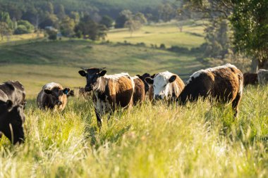 Bir tarlada ineklerle büyüyen uzun otlar, Sürdürülebilir bir Avustralya Çiftliğinde Sağlıklı Sığır Sürüsü. İlkbaharda Kırsal Tarım 'ın Yenilenme Uygulamalarını Sembolize Etmek