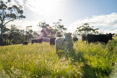 Bir tarlada ineklerle büyüyen uzun otlar, Sürdürülebilir bir Avustralya Çiftliğinde Sağlıklı Sığır Sürüsü. İlkbaharda Kırsal Tarım 'ın Yenilenme Uygulamalarını Sembolize Etmek