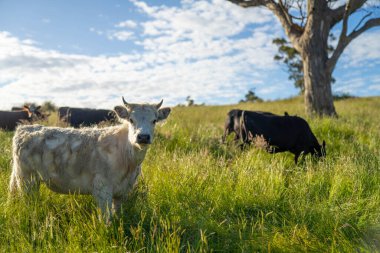 Bir tarlada ineklerle büyüyen uzun otlar, Sürdürülebilir bir Avustralya Çiftliğinde Sağlıklı Sığır Sürüsü. İlkbaharda Kırsal Tarım 'ın Yenilenme Uygulamalarını Sembolize Etmek