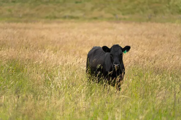 Altın Avustralya Çiftliği, yemyeşil çimleri, tarlada inekleri, sakızlı manzarası var. Geniş Kırsal Araziler ve Avustralya 'da sürdürülebilir yenilenebilir tarım için ilkbaharda