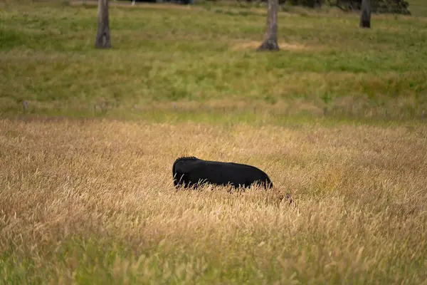 Avustralya 'daki güzel sığırlar ot yer, otlakta otlarlar. Tarımsal bir çiftlikte yetiştirilen sığır sürüsü. İlkbaharda sürdürülebilir tarım