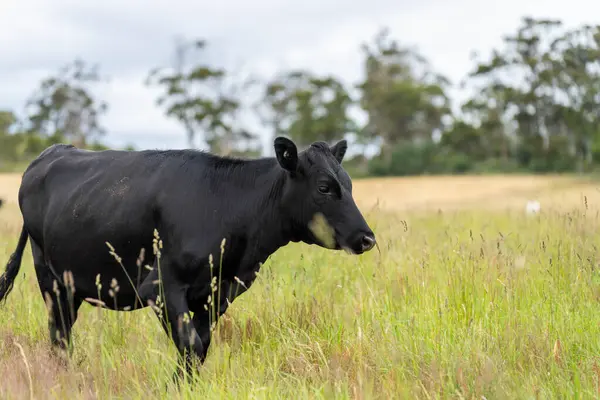 Avustralya 'daki güzel sığırlar ot yer, otlakta otlarlar. Tarımsal bir çiftlikte yetiştirilen sığır sürüsü. İlkbaharda sürdürülebilir tarım