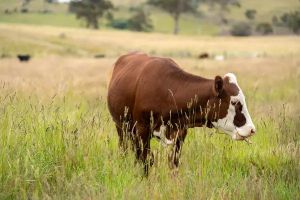 Avustralya 'daki güzel sığırlar ot yer, otlakta otlarlar. Tarımsal bir çiftlikte yetiştirilen sığır sürüsü. İlkbaharda sürdürülebilir tarım