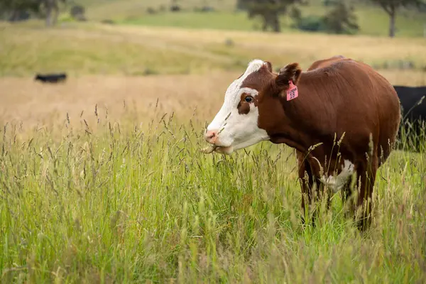 Altın Avustralya Çiftliği, yemyeşil çimleri, tarlada inekleri, sakızlı manzarası var. Geniş Kırsal Araziler ve Avustralya 'da sürdürülebilir yenilenebilir tarım için ilkbaharda