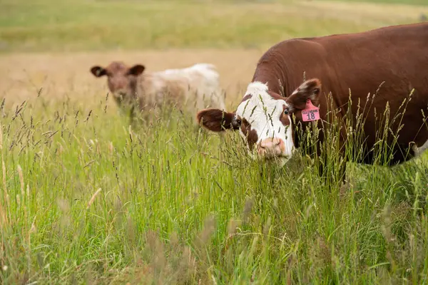 Avustralya 'daki güzel sığırlar ot yer, otlakta otlarlar. Tarımsal bir çiftlikte yetiştirilen sığır sürüsü. İlkbaharda sürdürülebilir tarım