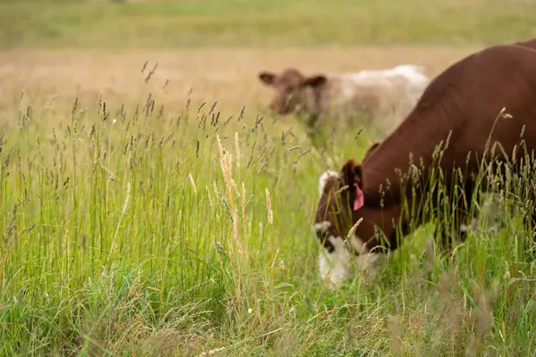 Altın Avustralya Çiftliği, yemyeşil çimleri, tarlada inekleri, sakızlı manzarası var. Geniş Kırsal Araziler ve Avustralya 'da sürdürülebilir yenilenebilir tarım için ilkbaharda