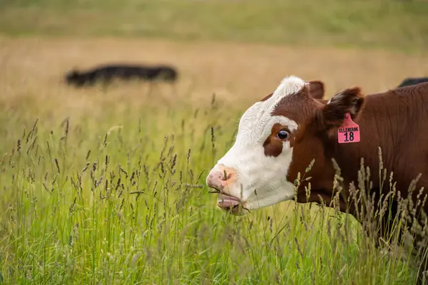 Avustralya 'daki güzel sığırlar ot yer, otlakta otlarlar. Tarımsal bir çiftlikte yetiştirilen sığır sürüsü. İlkbaharda sürdürülebilir tarım