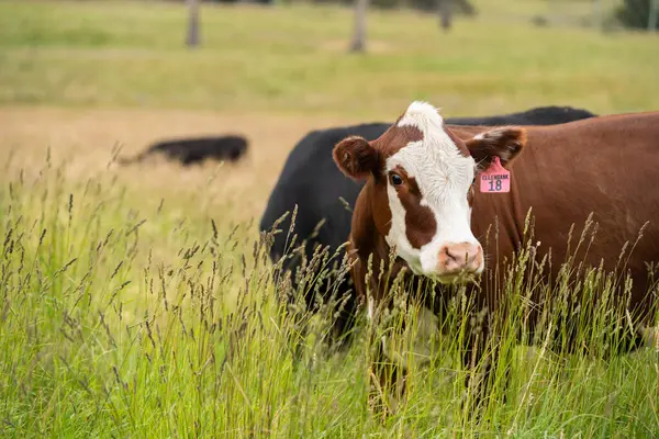 Altın Avustralya Çiftliği, yemyeşil çimleri, tarlada inekleri, sakızlı manzarası var. Geniş Kırsal Araziler ve Avustralya 'da sürdürülebilir yenilenebilir tarım için ilkbaharda