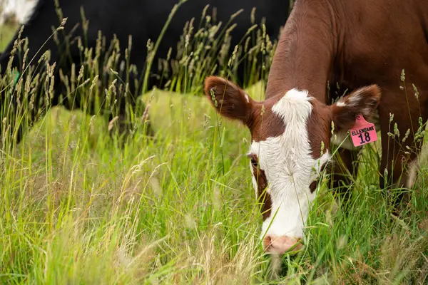 Avustralya 'daki güzel sığırlar ot yer, otlakta otlarlar. Tarımsal bir çiftlikte yetiştirilen sığır sürüsü. İlkbaharda sürdürülebilir tarım