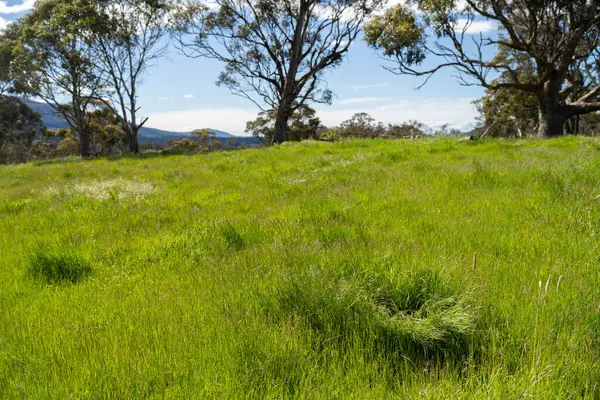 Altın Avustralya Çiftliği, yemyeşil çimleri, tarlada inekleri, sakızlı manzarası var. Geniş Kırsal Araziler ve Avustralya 'da sürdürülebilir yenilenebilir tarım için ilkbaharda