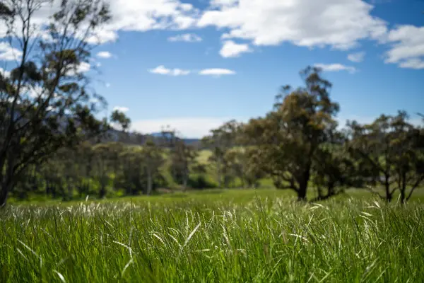 Altın Avustralya Çiftliği, yemyeşil çimleri, tarlada inekleri, sakızlı manzarası var. Geniş Kırsal Araziler ve Avustralya 'da sürdürülebilir yenilenebilir tarım için ilkbaharda