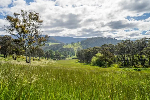Altın Avustralya Çiftliği, yemyeşil çimleri, tarlada inekleri, sakızlı manzarası var. Geniş Kırsal Araziler ve Avustralya 'da sürdürülebilir yenilenebilir tarım için ilkbaharda