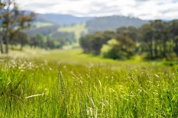 Altın Avustralya Çiftliği, yemyeşil çimleri, tarlada inekleri, sakızlı manzarası var. Geniş Kırsal Araziler ve Avustralya 'da sürdürülebilir yenilenebilir tarım için ilkbaharda