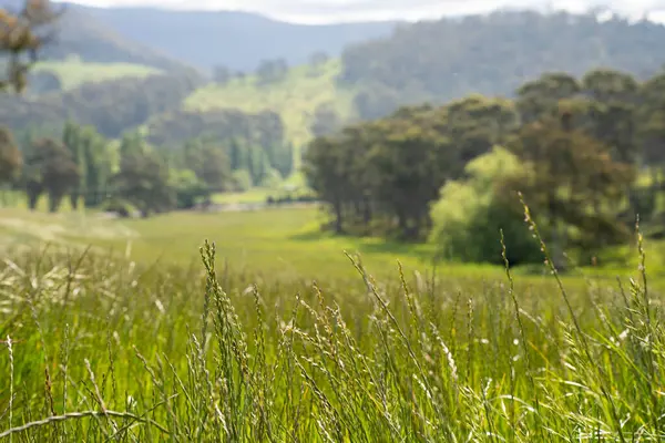 Yenileyici organik çiftçi, ot dokusu örnekleri alıyor ve bir çiftlikteki bitki gelişimine bakıyor. Bir çiftlikte sürdürülebilir tarım uygulaması