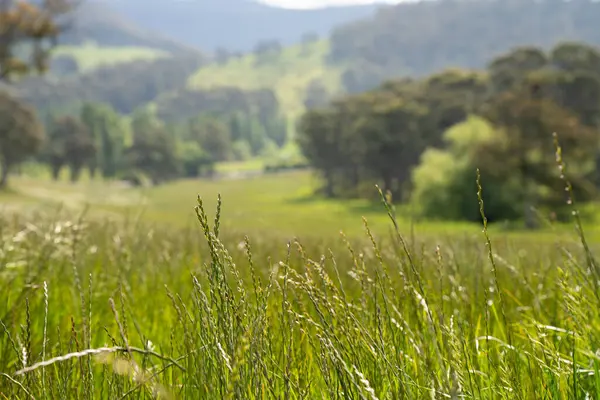 Yenileyici organik çiftçi, ot dokusu örnekleri alıyor ve bir çiftlikteki bitki gelişimine bakıyor. Bir çiftlikte sürdürülebilir tarım uygulaması