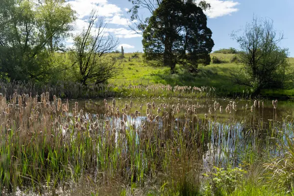 Sazlıklarla ve Yeşil Kuşaklılarla Serene Australian Çiftlik Göleti. Avustralya 'da Yenilenebilir Tarım Geleceği İçin Sürdürülebilir Su Yönetimi ve Biyolojik Çeşitliliğin Vurgulanması