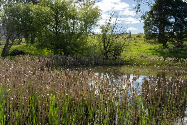 Sazlıklarla ve Yeşil Kuşaklılarla Serene Australian Çiftlik Göleti. Avustralya 'da Yenilenebilir Tarım Geleceği İçin Sürdürülebilir Su Yönetimi ve Biyolojik Çeşitliliğin Vurgulanması
