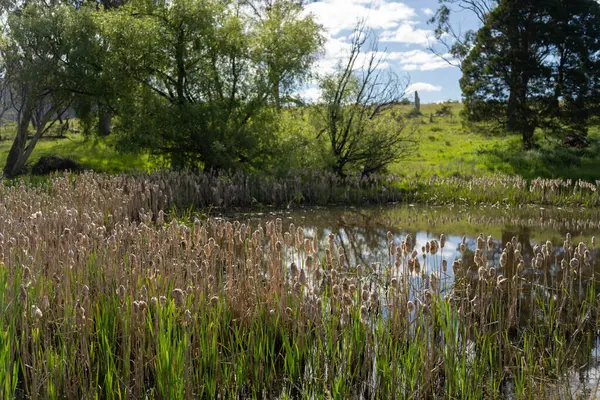 Sazlıklarla ve Yeşil Kuşaklılarla Serene Australian Çiftlik Göleti. Avustralya 'da Yenilenebilir Tarım Geleceği İçin Sürdürülebilir Su Yönetimi ve Biyolojik Çeşitliliğin Vurgulanması