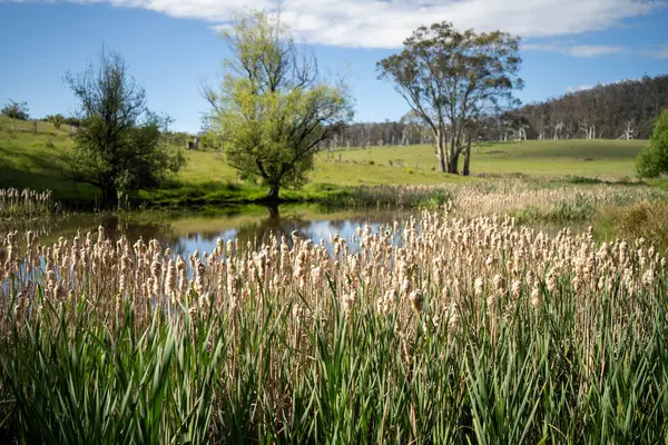 Sazlıklarla ve Yeşil Kuşaklılarla Serene Australian Çiftlik Göleti. Avustralya 'da Yenilenebilir Tarım Geleceği İçin Sürdürülebilir Su Yönetimi ve Biyolojik Çeşitliliğin Vurgulanması