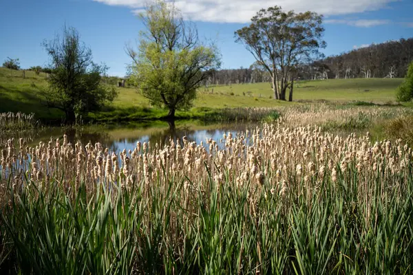Sazlıklarla ve Yeşil Kuşaklılarla Serene Australian Çiftlik Göleti. Avustralya 'da Yenilenebilir Tarım Geleceği İçin Sürdürülebilir Su Yönetimi ve Biyolojik Çeşitliliğin Vurgulanması