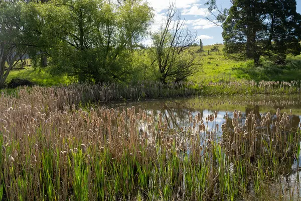 Sazlıklarla ve Yeşil Kuşaklılarla Serene Australian Çiftlik Göleti. Avustralya 'da Yenilenebilir Tarım Geleceği İçin Sürdürülebilir Su Yönetimi ve Biyolojik Çeşitliliğin Vurgulanması