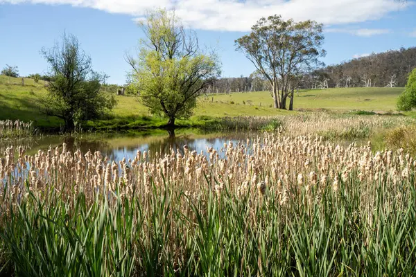 Sazlıklarla ve Yeşil Kuşaklılarla Serene Australian Çiftlik Göleti. Avustralya 'da Yenilenebilir Tarım Geleceği İçin Sürdürülebilir Su Yönetimi ve Biyolojik Çeşitliliğin Vurgulanması