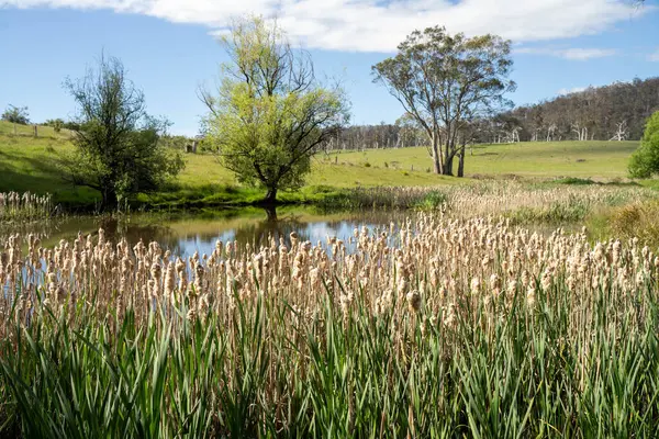 Sazlıklarla ve Yeşil Kuşaklılarla Serene Australian Çiftlik Göleti. Avustralya 'da Yenilenebilir Tarım Geleceği İçin Sürdürülebilir Su Yönetimi ve Biyolojik Çeşitliliğin Vurgulanması
