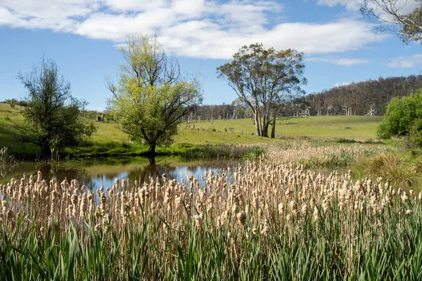 Sazlıklarla ve Yeşil Kuşaklılarla Serene Australian Çiftlik Göleti. Avustralya 'da Yenilenebilir Tarım Geleceği İçin Sürdürülebilir Su Yönetimi ve Biyolojik Çeşitliliğin Vurgulanması
