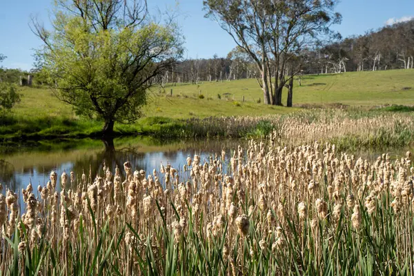 Sazlıklarla ve Yeşil Kuşaklılarla Serene Australian Çiftlik Göleti. Avustralya 'da Yenilenebilir Tarım Geleceği İçin Sürdürülebilir Su Yönetimi ve Biyolojik Çeşitliliğin Vurgulanması