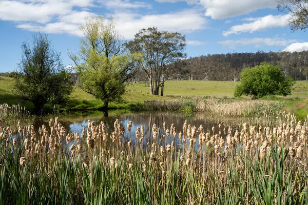 Sazlıklarla ve Yeşil Kuşaklılarla Serene Australian Çiftlik Göleti. Avustralya 'da Yenilenebilir Tarım Geleceği İçin Sürdürülebilir Su Yönetimi ve Biyolojik Çeşitliliğin Vurgulanması