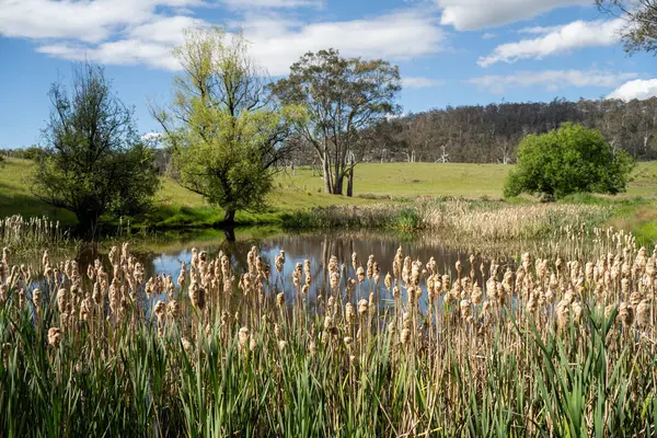 Sazlıklarla ve Yeşil Kuşaklılarla Serene Australian Çiftlik Göleti. Avustralya 'da Yenilenebilir Tarım Geleceği İçin Sürdürülebilir Su Yönetimi ve Biyolojik Çeşitliliğin Vurgulanması