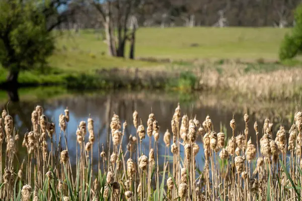 Sazlıklarla ve Yeşil Kuşaklılarla Serene Australian Çiftlik Göleti. Avustralya 'da Yenilenebilir Tarım Geleceği İçin Sürdürülebilir Su Yönetimi ve Biyolojik Çeşitliliğin Vurgulanması