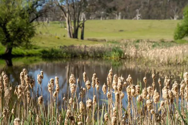 Sazlıklarla ve Yeşil Kuşaklılarla Serene Australian Çiftlik Göleti. Avustralya 'da Yenilenebilir Tarım Geleceği İçin Sürdürülebilir Su Yönetimi ve Biyolojik Çeşitliliğin Vurgulanması