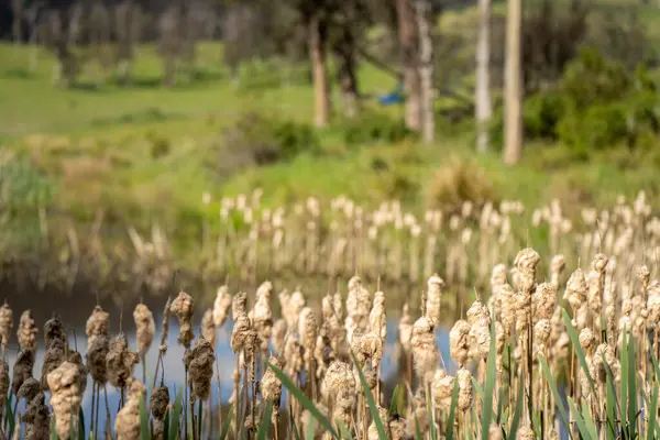 Sazlıklarla ve Yeşil Kuşaklılarla Serene Australian Çiftlik Göleti. Avustralya 'da Yenilenebilir Tarım Geleceği İçin Sürdürülebilir Su Yönetimi ve Biyolojik Çeşitliliğin Vurgulanması