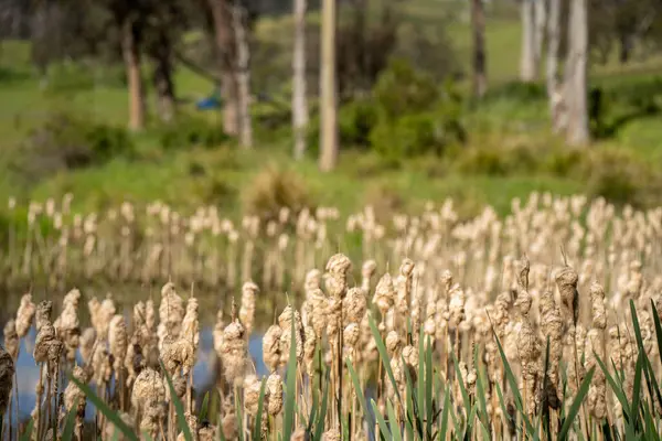 Sazlıklarla ve Yeşil Kuşaklılarla Serene Australian Çiftlik Göleti. Avustralya 'da Yenilenebilir Tarım Geleceği İçin Sürdürülebilir Su Yönetimi ve Biyolojik Çeşitliliğin Vurgulanması