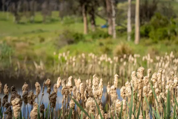 Sazlıklarla ve Yeşil Kuşaklılarla Serene Australian Çiftlik Göleti. Avustralya 'da Yenilenebilir Tarım Geleceği İçin Sürdürülebilir Su Yönetimi ve Biyolojik Çeşitliliğin Vurgulanması