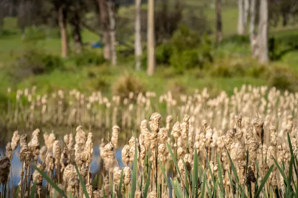 Sazlıklarla ve Yeşil Kuşaklılarla Serene Australian Çiftlik Göleti. Avustralya 'da Yenilenebilir Tarım Geleceği İçin Sürdürülebilir Su Yönetimi ve Biyolojik Çeşitliliğin Vurgulanması