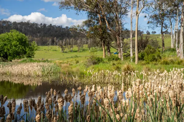 Sazlıklarla ve Yeşil Kuşaklılarla Serene Australian Çiftlik Göleti. Avustralya 'da Yenilenebilir Tarım Geleceği İçin Sürdürülebilir Su Yönetimi ve Biyolojik Çeşitliliğin Vurgulanması