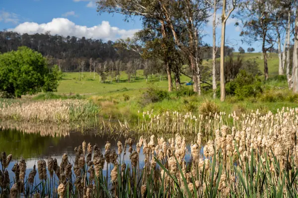 Sazlıklarla ve Yeşil Kuşaklılarla Serene Australian Çiftlik Göleti. Avustralya 'da Yenilenebilir Tarım Geleceği İçin Sürdürülebilir Su Yönetimi ve Biyolojik Çeşitliliğin Vurgulanması