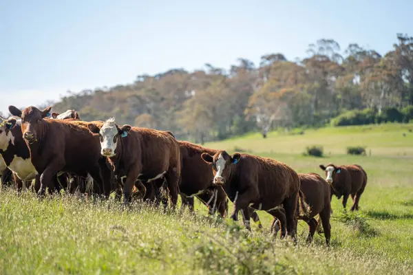Avustralya 'daki güzel sığırlar ot yer, otlakta otlarlar. Tarımsal bir çiftlikte yetiştirilen sığır sürüsü. İlkbaharda sürdürülebilir tarım