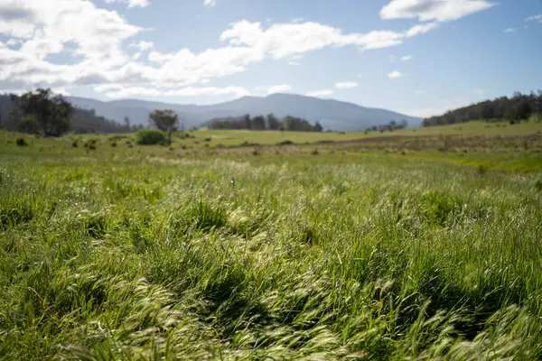 Altın Avustralya Çiftliği, yemyeşil çimleri, tarlada inekleri, sakızlı manzarası var. Geniş Kırsal Araziler ve Avustralya 'da sürdürülebilir yenilenebilir tarım için ilkbaharda