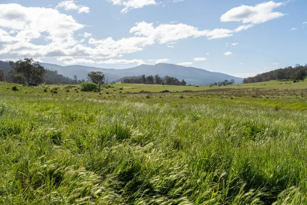Altın Avustralya Çiftliği, yemyeşil çimleri, tarlada inekleri, sakızlı manzarası var. Geniş Kırsal Araziler ve Avustralya 'da sürdürülebilir yenilenebilir tarım için ilkbaharda