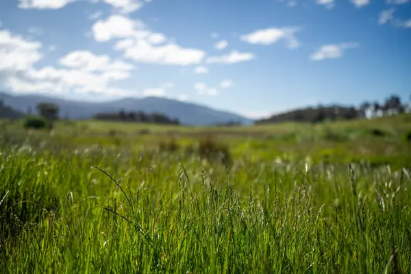 Yenilenebilir tarım çiftliğinde yemyeşil, uzun otlaklar. Lush Green Australian Farm Pasture 'a park edilmiş bir kamu aracı. Kırsal Taşımacılık ve Tarım İşlemleri Temsilcisi 